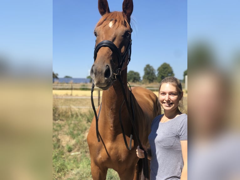 Hannoveraner Wallach 10 Jahre 170 cm Fuchs in Tönisvorst