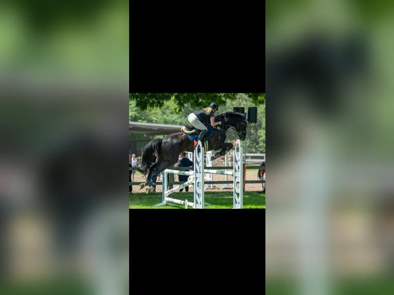 Hannoveraner Wallach 10 Jahre 170 cm Rappe in Saterland