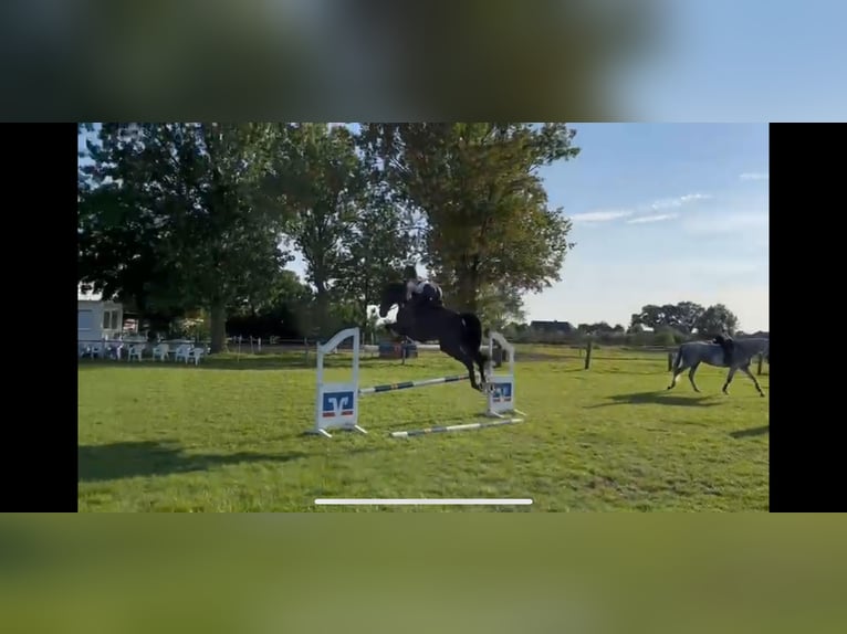 Hannoveraner Wallach 10 Jahre 170 cm Rappe in Saterland