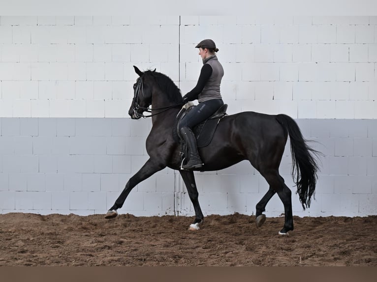 Hannoveraner Wallach 10 Jahre 170 cm Schwarzbrauner in Friesoythe