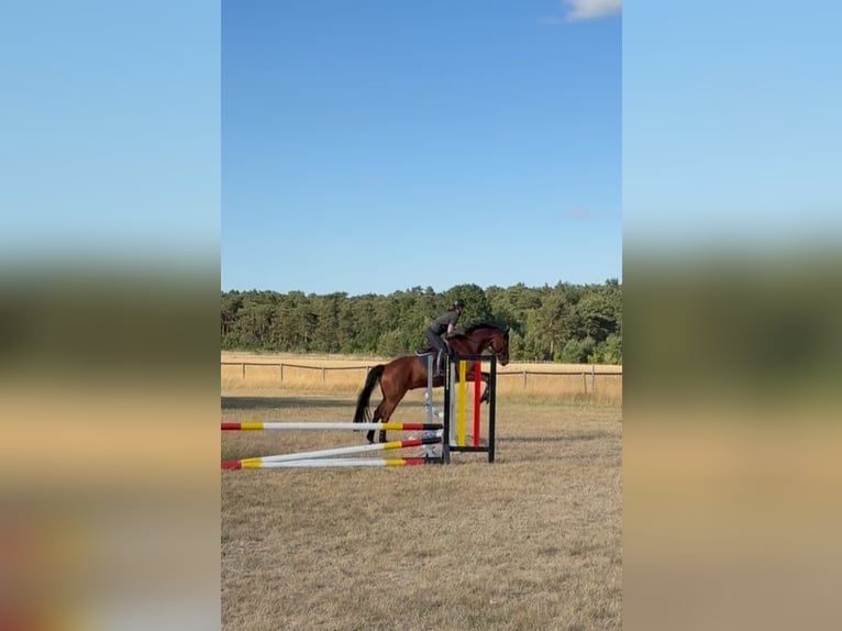 Hannoveraner Wallach 10 Jahre 171 cm Brauner in Burgwedel