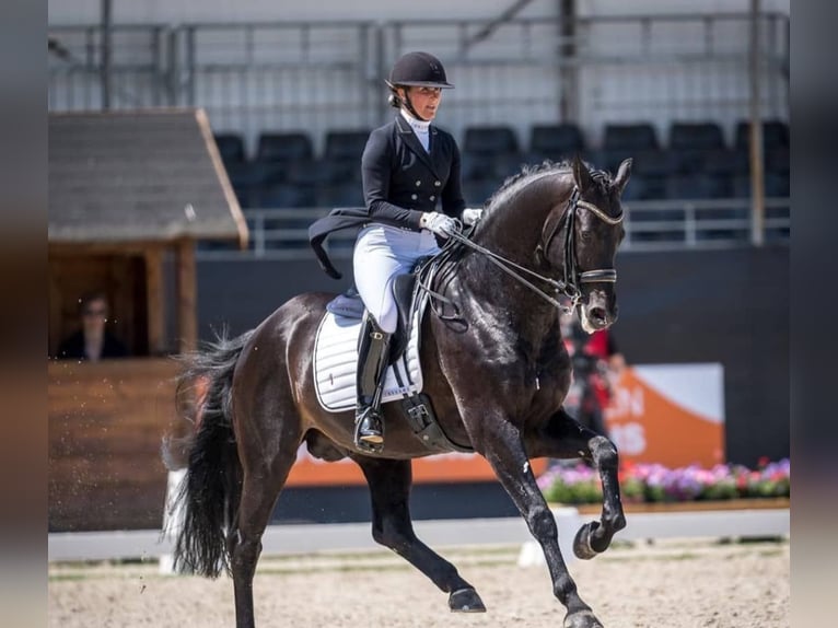 Hannoveraner Wallach 10 Jahre 171 cm Rappe in Le Mont-sur-Lausanne
