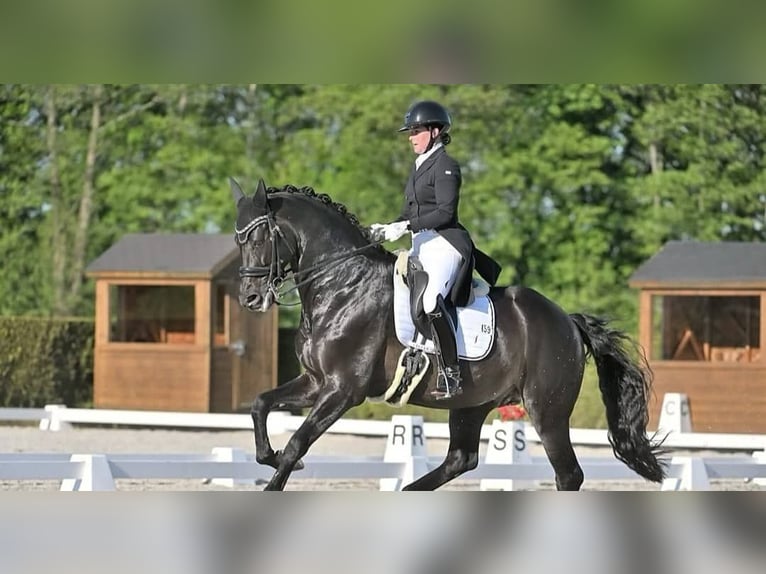 Hannoveraner Wallach 10 Jahre 171 cm Rappe in Le Mont-sur-Lausanne