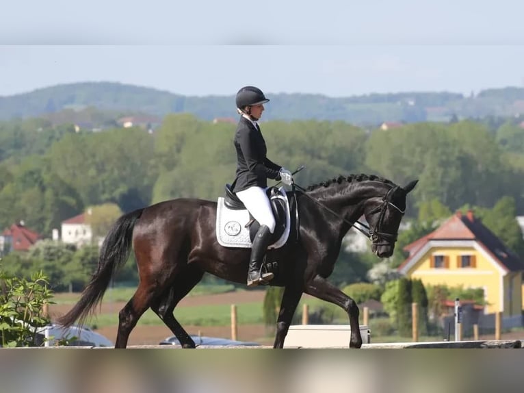 Hannoveraner Wallach 10 Jahre 171 cm Rappe in Bern
