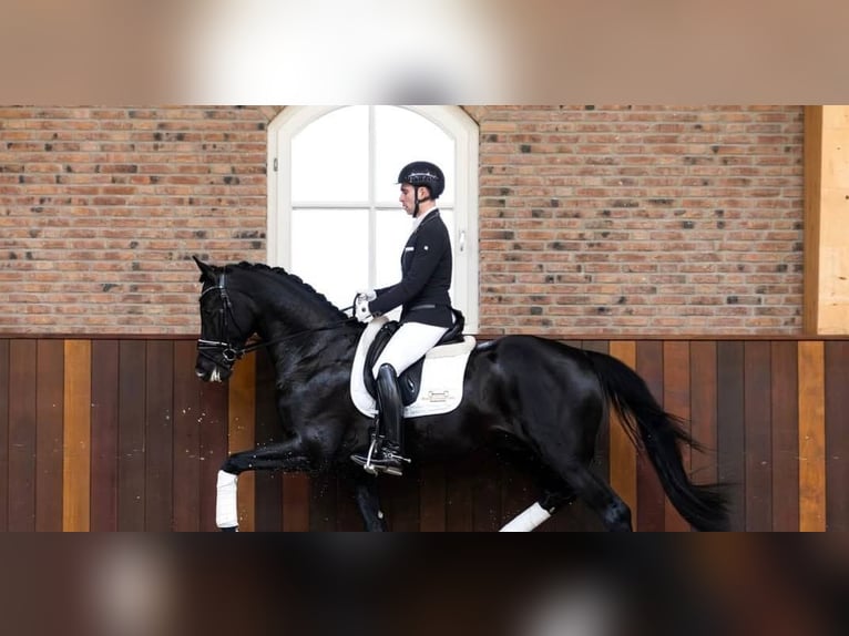 Hannoveraner Wallach 10 Jahre 171 cm Rappe in Berlin