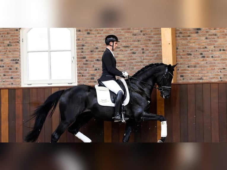 Hannoveraner Wallach 10 Jahre 171 cm Rappe in Berlin