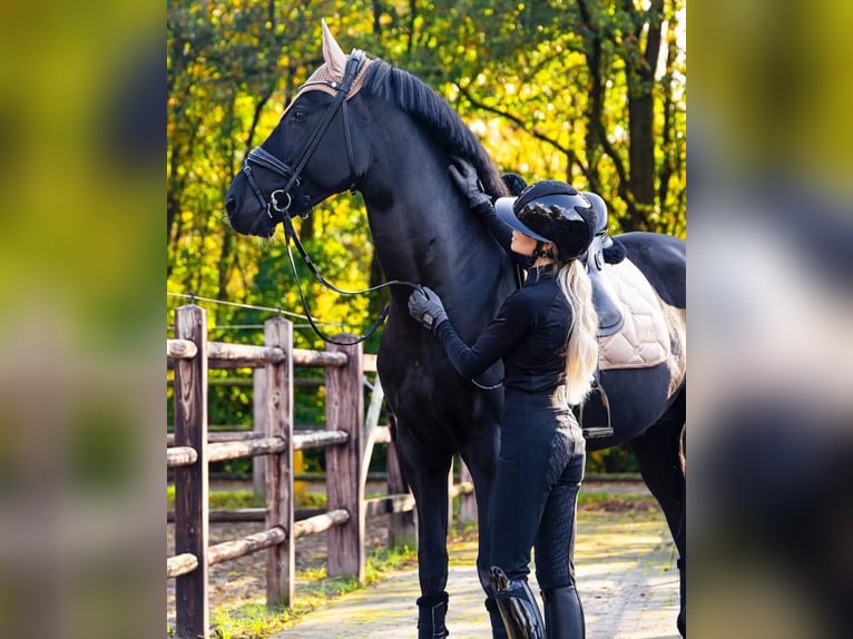 Hannoveraner Wallach 10 Jahre 171 cm Rappe in Dortmund