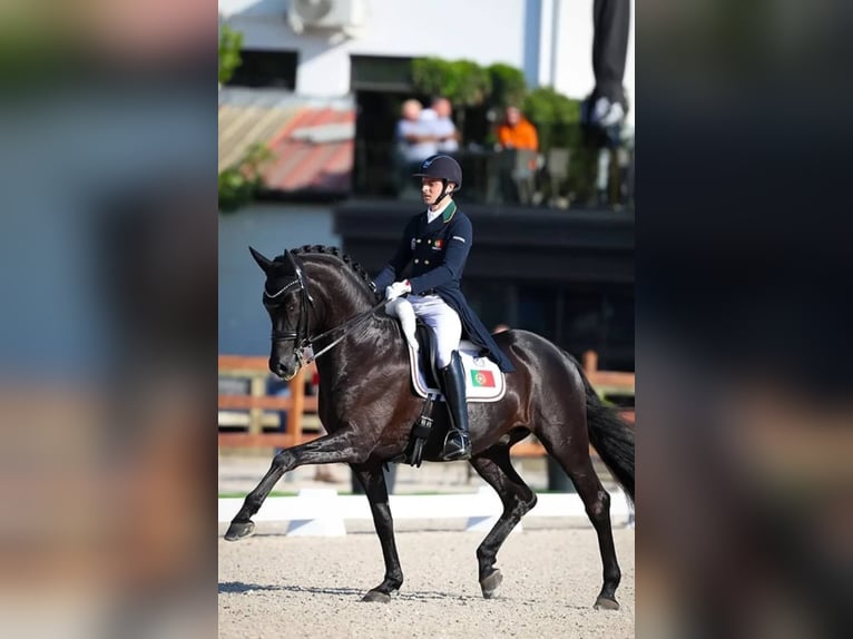 Hannoveraner Wallach 10 Jahre 171 cm Rappe in Zürich