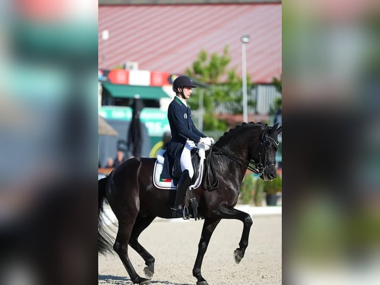 Hannoveraner Wallach 10 Jahre 171 cm Rappe in Zürich