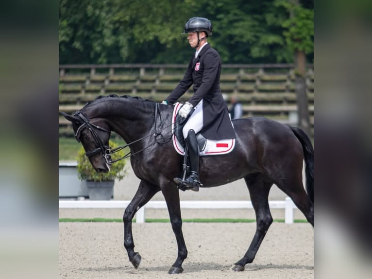Hannoveraner Wallach 10 Jahre 171 cm Rappe in Basel
