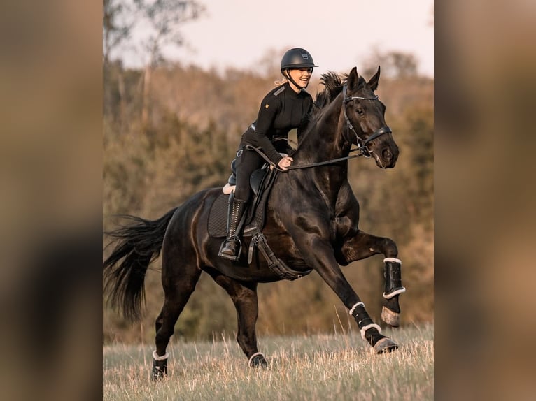 Hannoveraner Wallach 10 Jahre 171 cm Rappe in München
