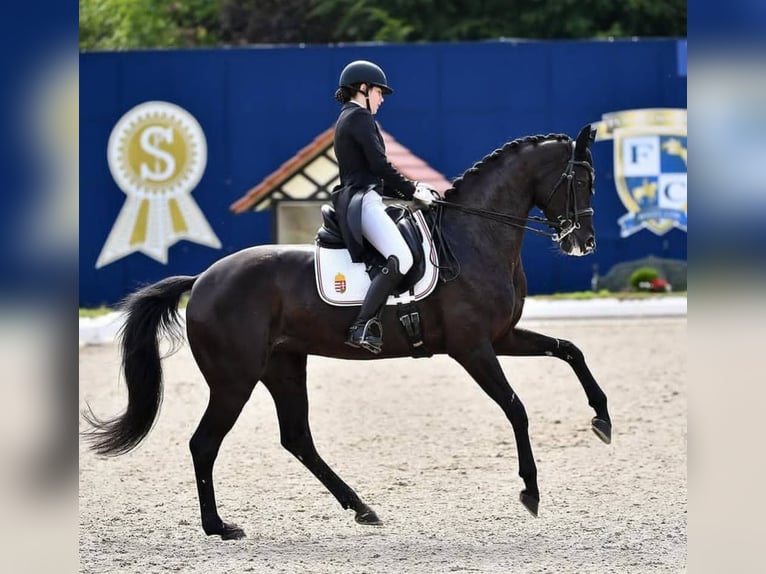 Hannoveraner Wallach 10 Jahre 171 cm Rappe in Pully