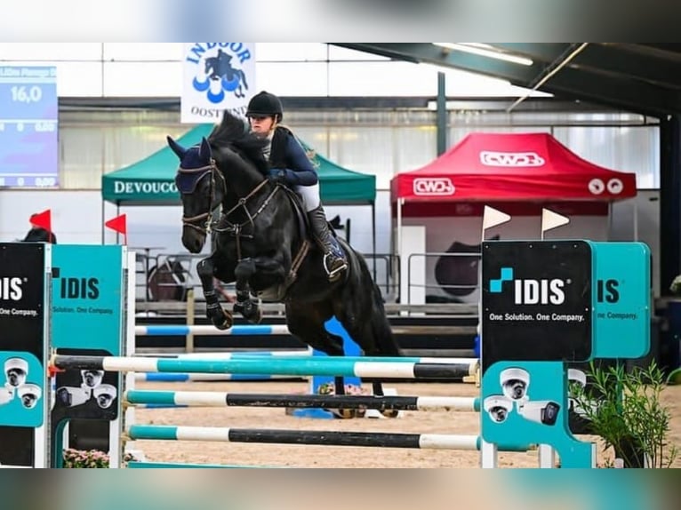 Hannoveraner Wallach 10 Jahre 171 cm Rappe in Wohlen AG