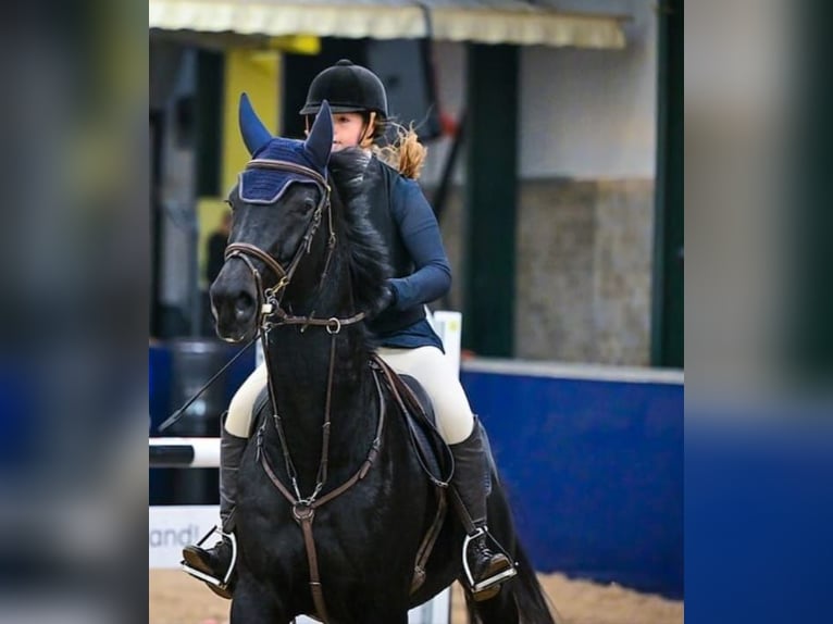 Hannoveraner Wallach 10 Jahre 171 cm Rappe in Wohlen AG