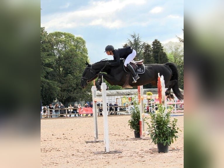 Hannoveraner Wallach 10 Jahre 171 cm Rappe in Leipzig