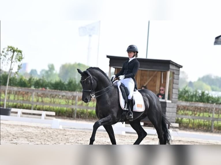 Hannoveraner Wallach 10 Jahre 171 cm Rappe in Solothurn