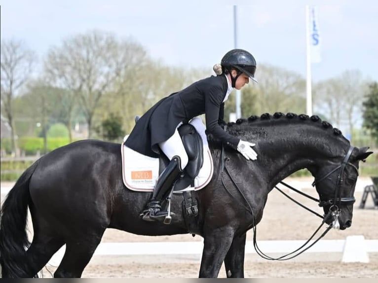 Hannoveraner Wallach 10 Jahre 171 cm Rappe in Solothurn