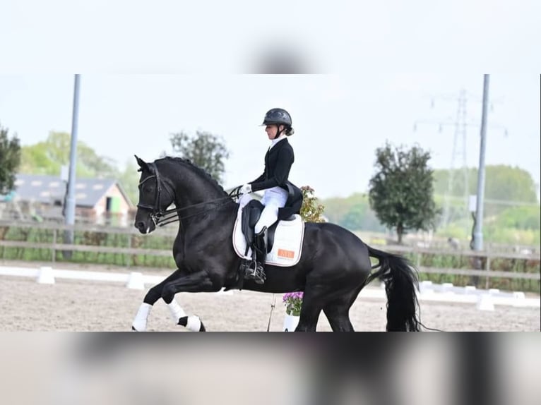 Hannoveraner Wallach 10 Jahre 171 cm Rappe in Solothurn