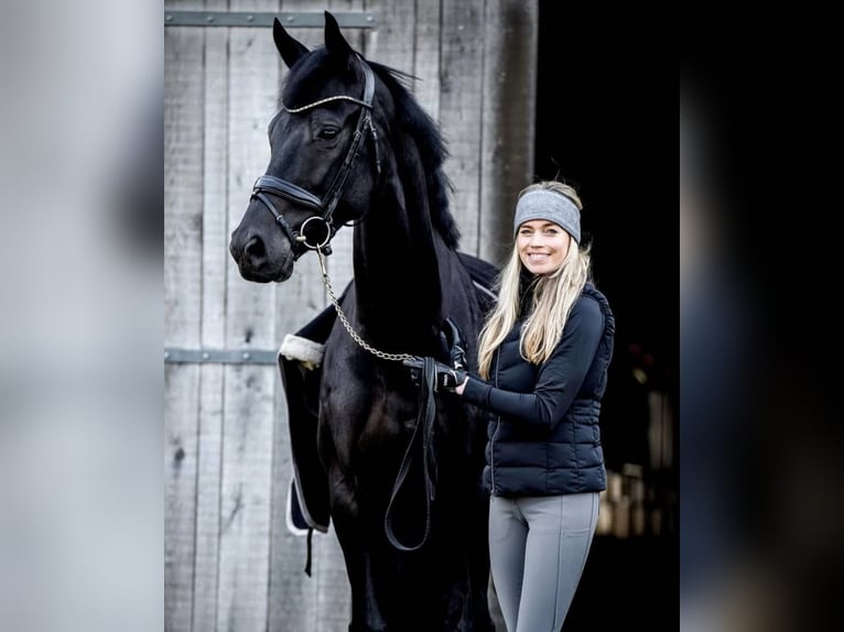 Hannoveraner Wallach 10 Jahre 171 cm Rappe in Basel