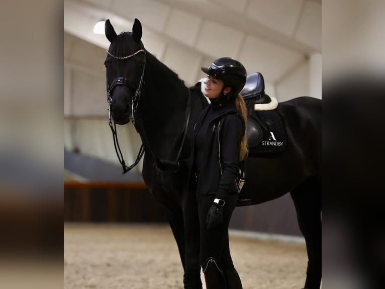 Hannoveraner Wallach 10 Jahre 172 cm in Cantu&#39; Asnago