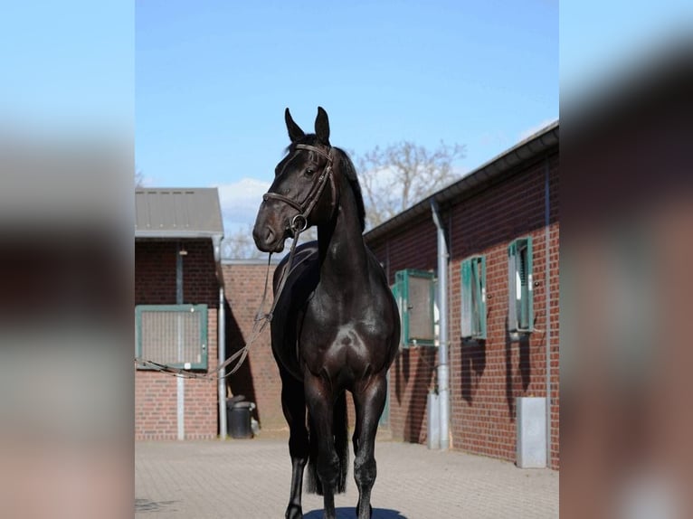 Hannoveraner Wallach 10 Jahre 172 cm in Stuttgart M&#xFC;nster