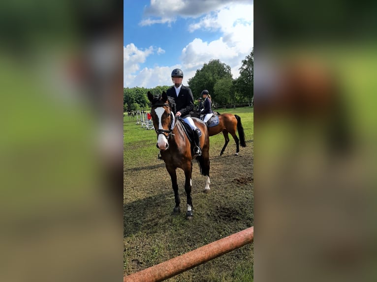 Hannoveraner Wallach 10 Jahre 172 cm Dunkelbrauner in Meppen