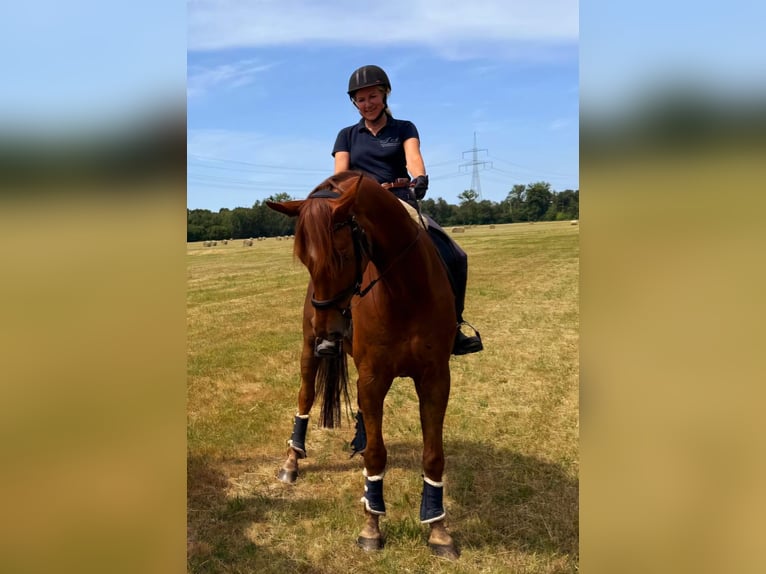 Hannoveraner Wallach 10 Jahre 172 cm Fuchs in Sch&#xF6;nwalde
