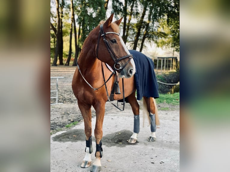 Hannoveraner Wallach 10 Jahre 172 cm Fuchs in Marne