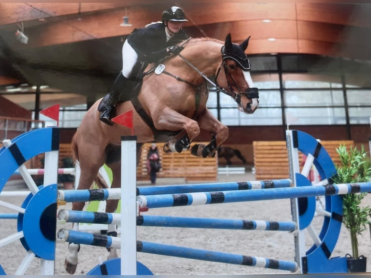 Hannoveraner Wallach 10 Jahre 172 cm Fuchs in Marne
