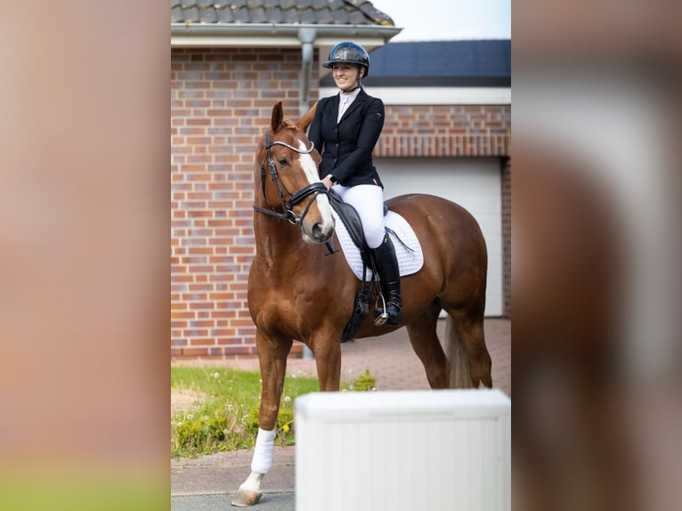 Hannoveraner Wallach 10 Jahre 172 cm Fuchs in Marne