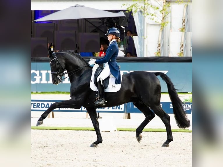 Hannoveraner Wallach 10 Jahre 172 cm Rappe in St. Gallen