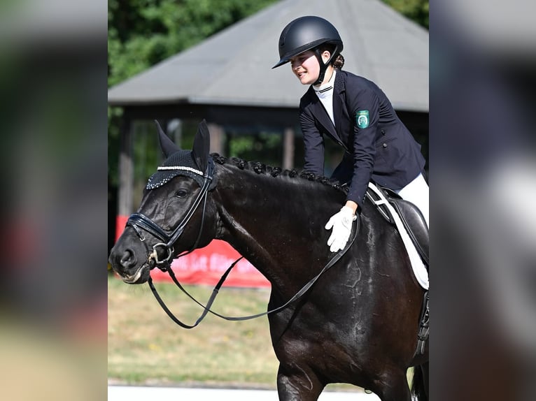 Hannoveraner Wallach 10 Jahre 172 cm Rappe in Schlitz