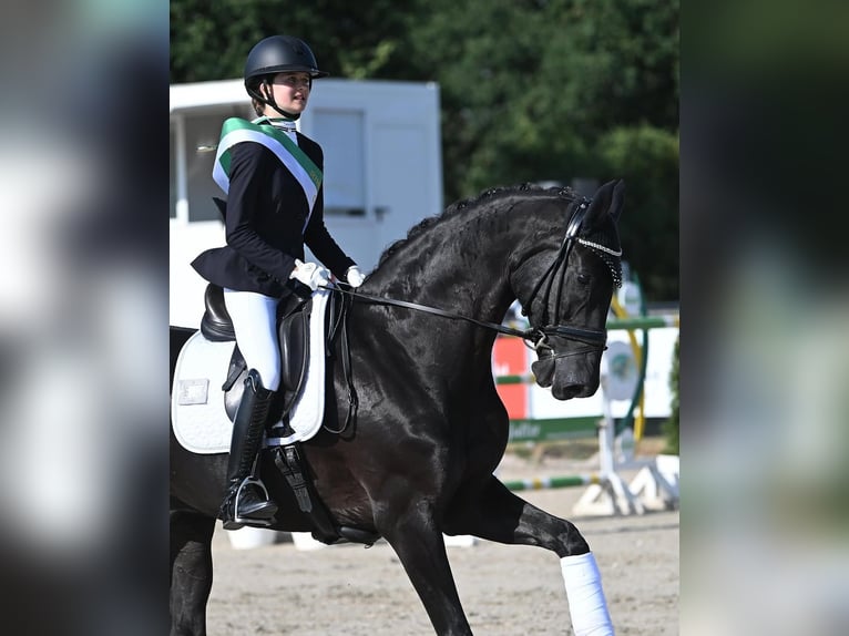 Hannoveraner Wallach 10 Jahre 172 cm Rappe in Schlitz