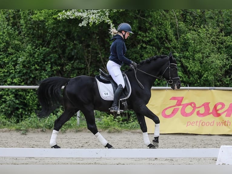Hannoveraner Wallach 10 Jahre 172 cm Rappe in Rotterdam