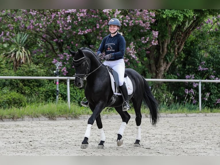 Hannoveraner Wallach 10 Jahre 172 cm Rappe in Rotterdam