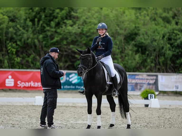 Hannoveraner Wallach 10 Jahre 172 cm Rappe in Rotterdam