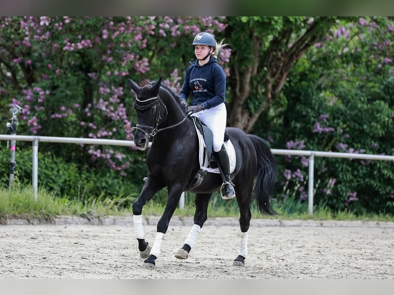 Hannoveraner Wallach 10 Jahre 172 cm Rappe in Rotterdam