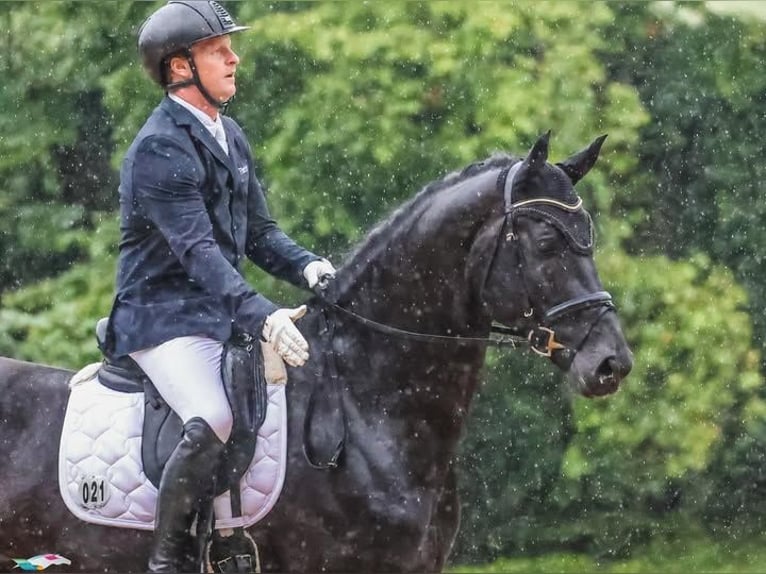 Hannoveraner Wallach 10 Jahre 172 cm Rappe in Rochefort