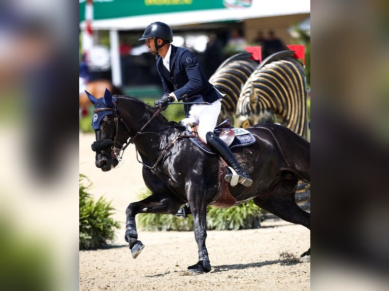 Hannoveraner Wallach 10 Jahre 172 cm Rappe in Rochefort