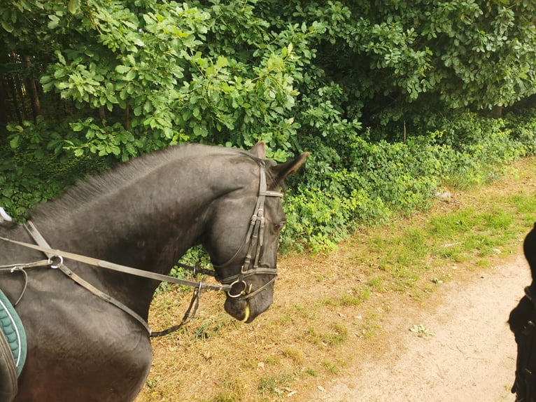 Hannoveraner Wallach 10 Jahre 172 cm Rappe in Baiersdorf