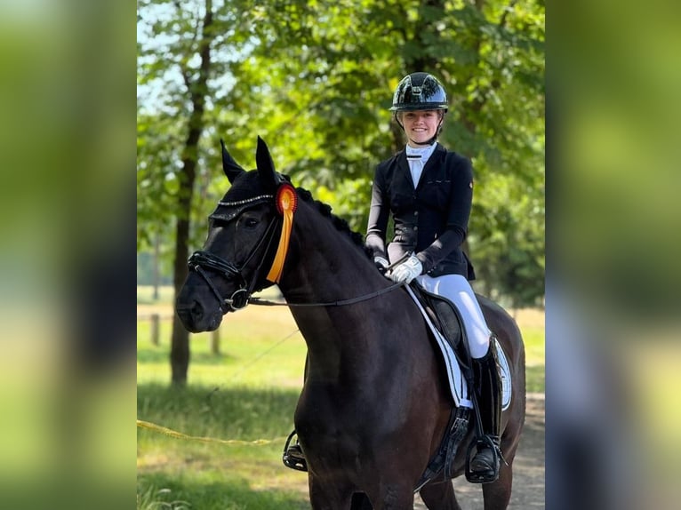 Hannoveraner Wallach 10 Jahre 172 cm Rappe in Dortmund