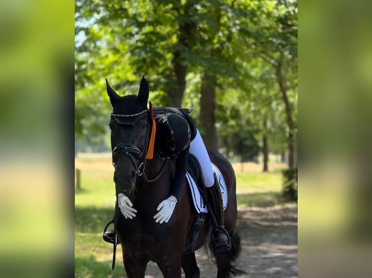 Hannoveraner Wallach 10 Jahre 172 cm Rappe in Dortmund