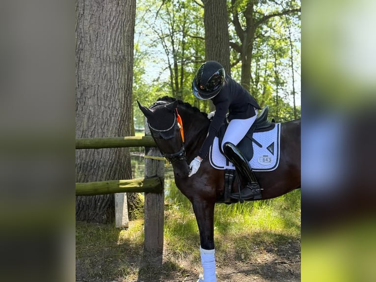Hannoveraner Wallach 10 Jahre 172 cm Rappe in Dortmund