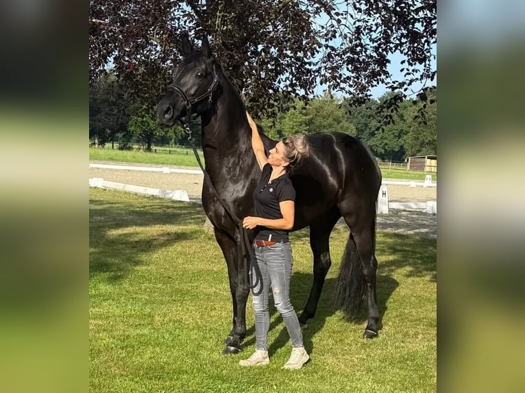 Hannoveraner Wallach 10 Jahre 172 cm Rappe in Gelsenkirchen
