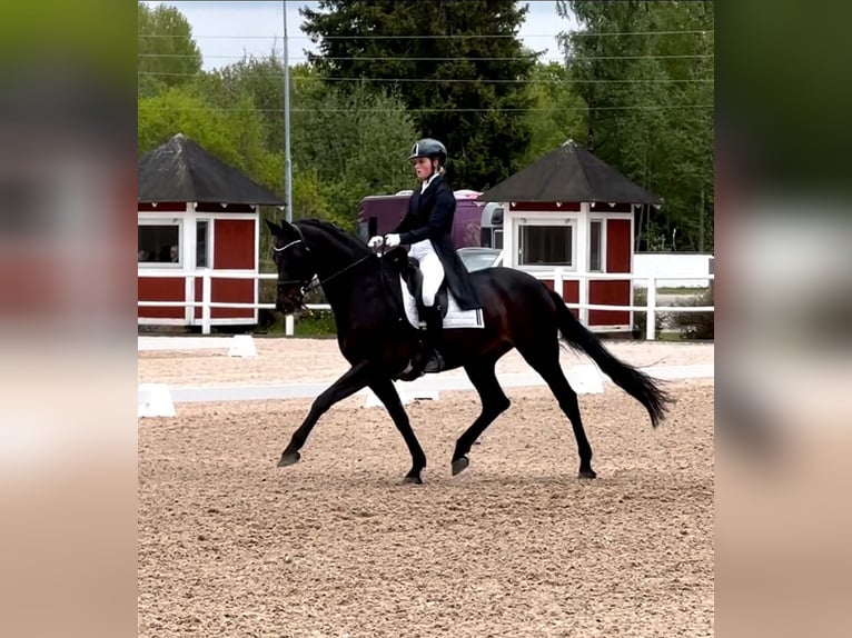 Hannoveraner Wallach 10 Jahre 172 cm Rappe in Dietikon