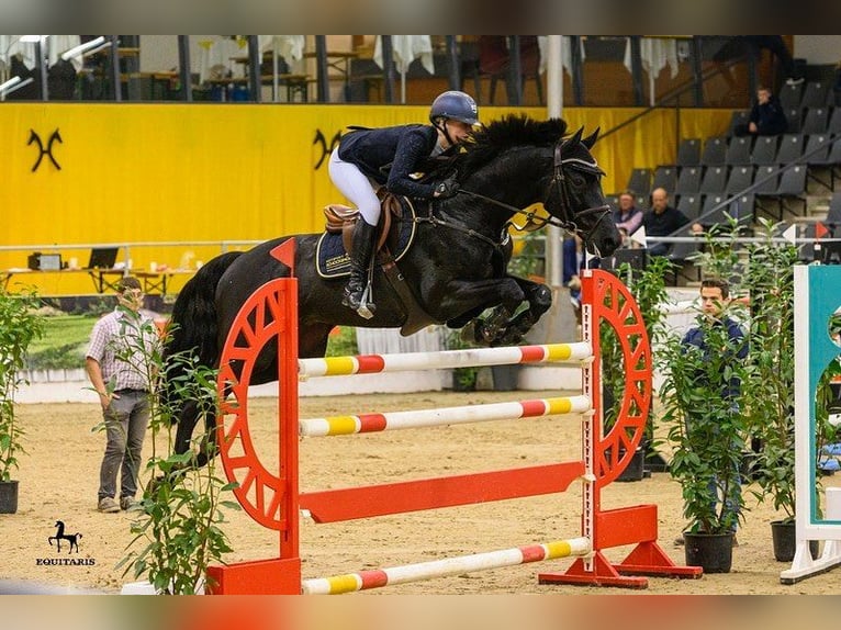 Hannoveraner Wallach 10 Jahre 172 cm Rappe in Dietikon