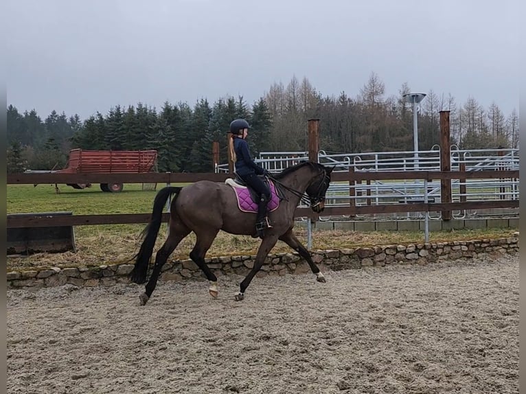 Hannoveraner Wallach 10 Jahre 172 cm Schwarzbrauner in Wilsdruff