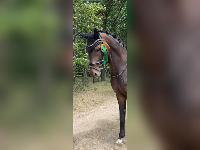 Hannoveraner Wallach 10 Jahre 172 cm Schwarzbrauner in Wilsdruff