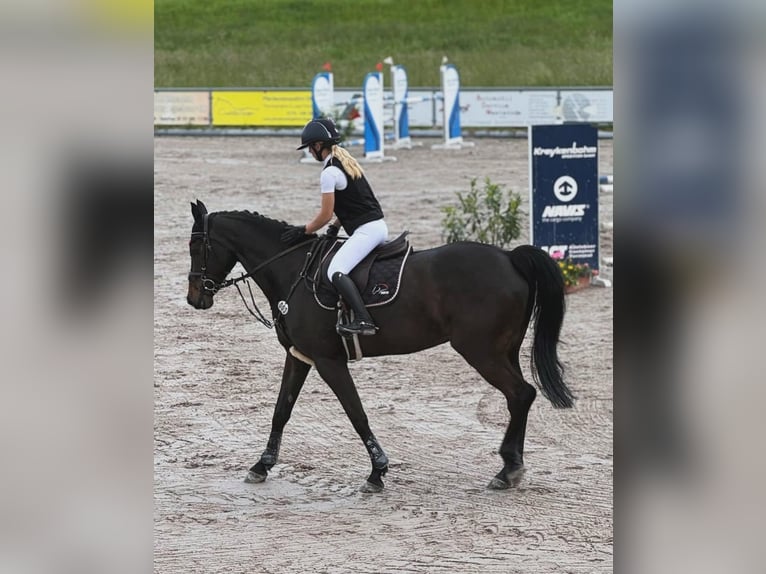 Hannoveraner Wallach 10 Jahre 172 cm in Villingen-Schwenningen