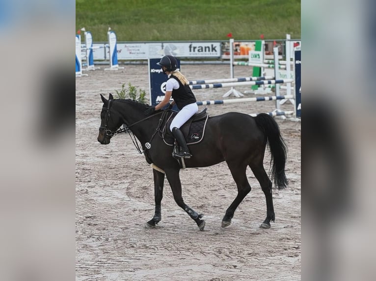 Hannoveraner Wallach 10 Jahre 172 cm in Villingen-Schwenningen